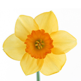 Narc yellow — Нарцисс желтый