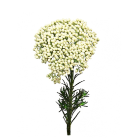 Ozothamnus wit — Озатамнус белый
