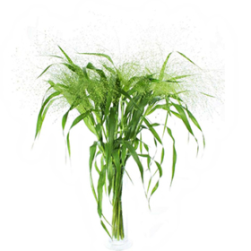 Panic Fountain — Паникум