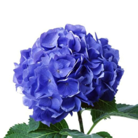 Hydr Pimpernel Blue — Гортензия пимпенела синяя