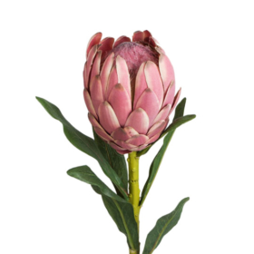 Protea — Протея