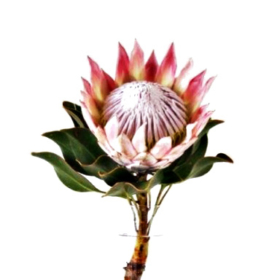Protea дорогая — Протея дорогая