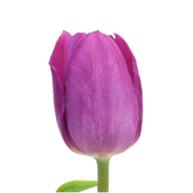 Tu Purple Prince — Тюльпан Пурпл Принц