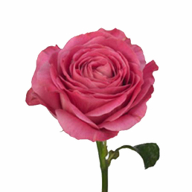 Rosa gr All 4 Love+