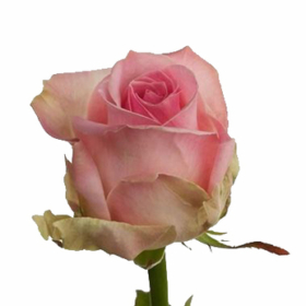 Rosa gr Avalanche Sorbet