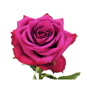 Rosa gr Blueberry