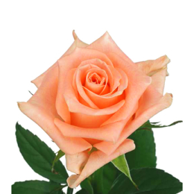 Rosa gr Cadillac