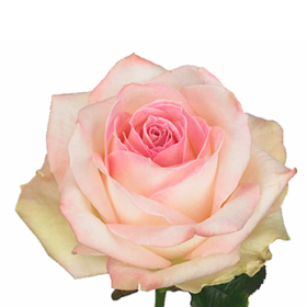 Rosa gr Dolce Avalanche+