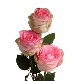 Rosa gr Esperance