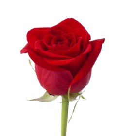 Rosa gr Freedom