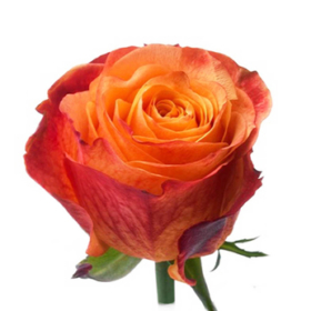 Rosa gr Granada