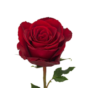 Rosa gr Madam Red