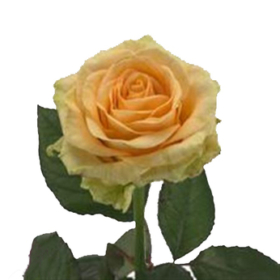 Rosa gr Magic Avalanche+