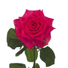 Rosa gr Mariyo