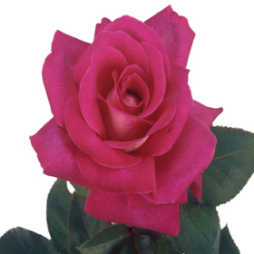 Rosa gr Myrna+