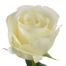 Rosa gr Norma Jeane