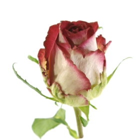 Rosa gr Paradiso