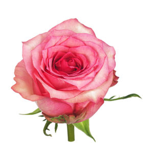 Rosa tr Silver Shadow