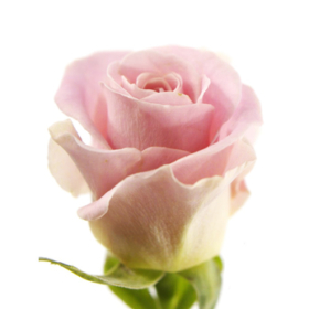 Rosa gr Primavera
