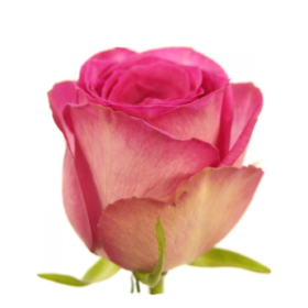 Rosa gr Supreme+