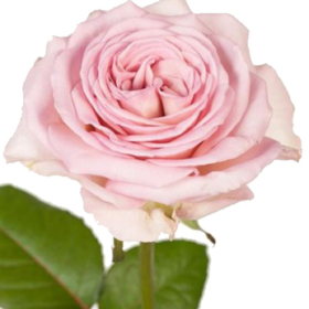 Rosa gr Sweet Harlequin