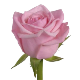 Rosa gr Vuvuzela pitch