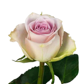 Rosa gr Wimbledon