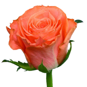 Rosa gr Wow