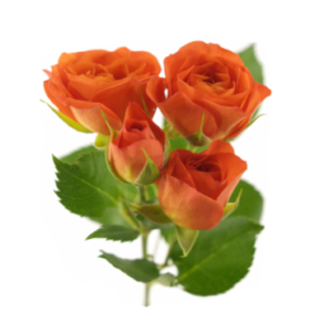 Rosa tr Babe