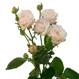 Rosa tr Bombastic