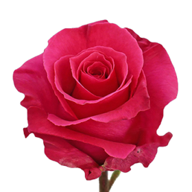 Rosa tr Dark Lady