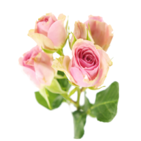 Rosa tr Dinara