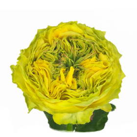 Rosa tr Grasshopper