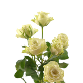 Rosa tr Green glow