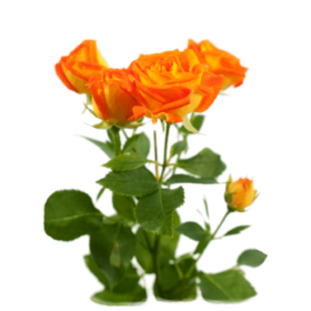 Rosa tr King Bubbles