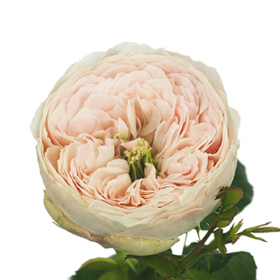 Rosa tr Mansfield Park