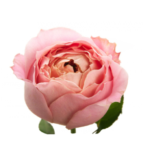 Rosa tr Romantic Antike