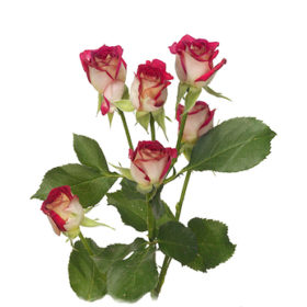 Rosa tr Rubyella