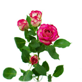 Rosa tr Safina