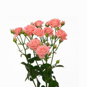 Rosa tr Sylvana