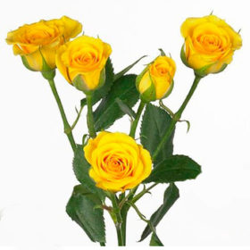 Rosa tr Yellow Babe