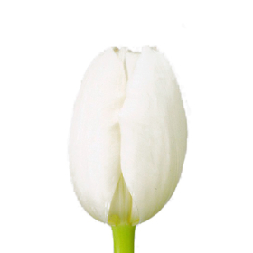 Tu Royal Virgin — Тюльпан Роял вирджиния