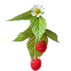 Rubus — Рубус