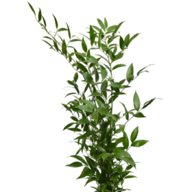 Ruscus Ital — Рускус Италия