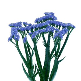 Statica Cryst Dark Blue — Статица синяя