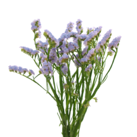 Statica Light blue — Статица голубая