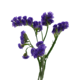 Statice Violet — Статица фиолетовая