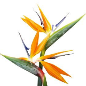 Strelitzia Bloem *6  — Стрелиция *6