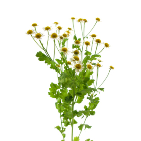 Tanacetum — Танацетум ромашка