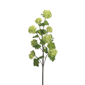 Viburnum Roseum (green) — Вибурнум зеленый